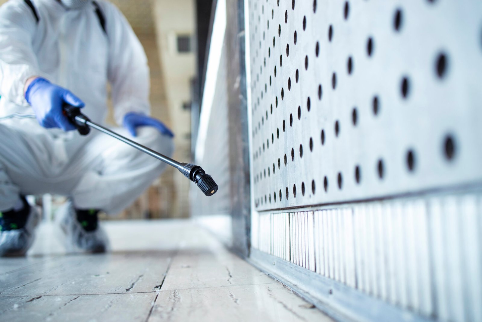 Types of Household Mold – A Complete Guide